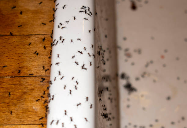 Best Affordable Pest Control Services  in Fifth Street, TX